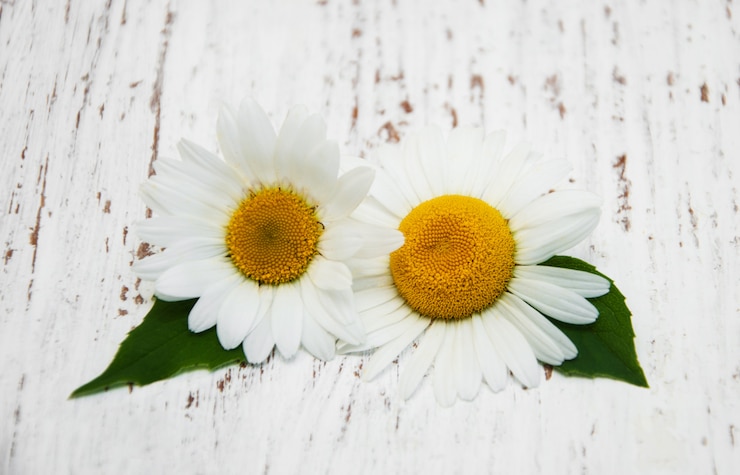 Foto kamillebloemen op een houten achtergrond