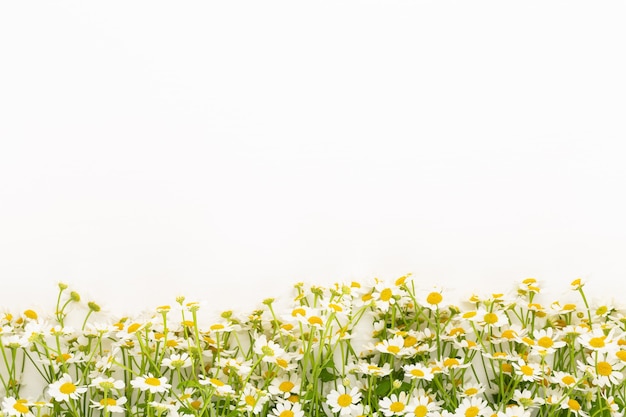 Kamillebloemen op een witte muur