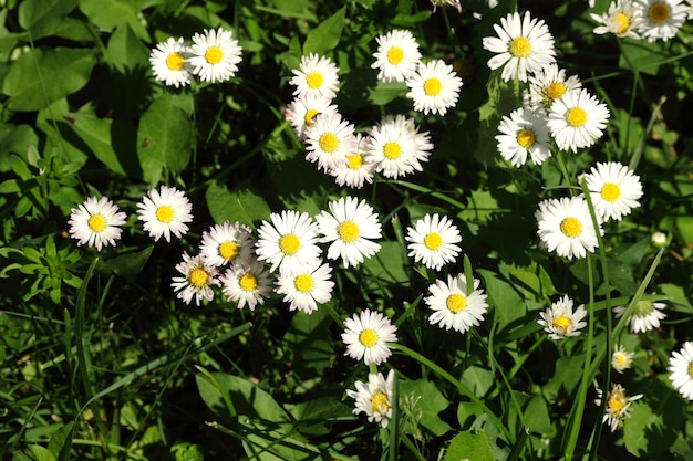 Kamilles in de natuur