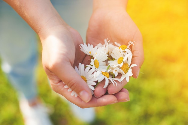 Kamilles in handen van de vrouw Vrouw met madeliefje Natuurlijke gezondheidszorg concept