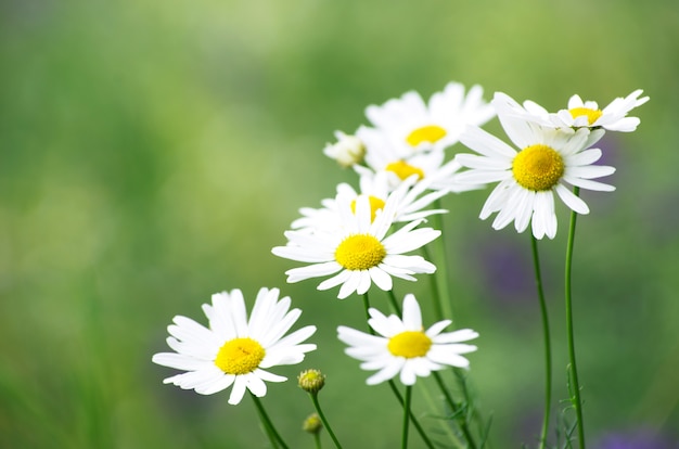 Kamilles op groene natuur