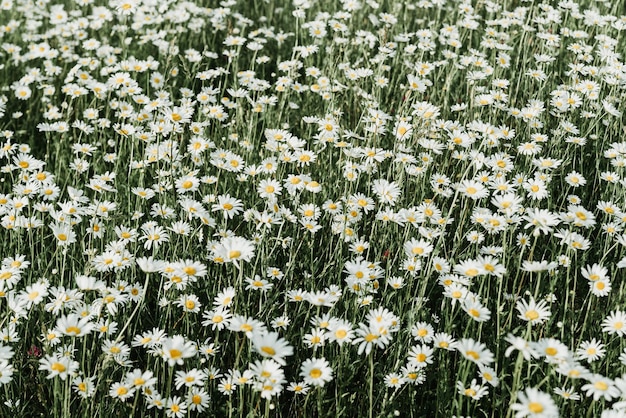 Foto kamilleveld op zonnige dag