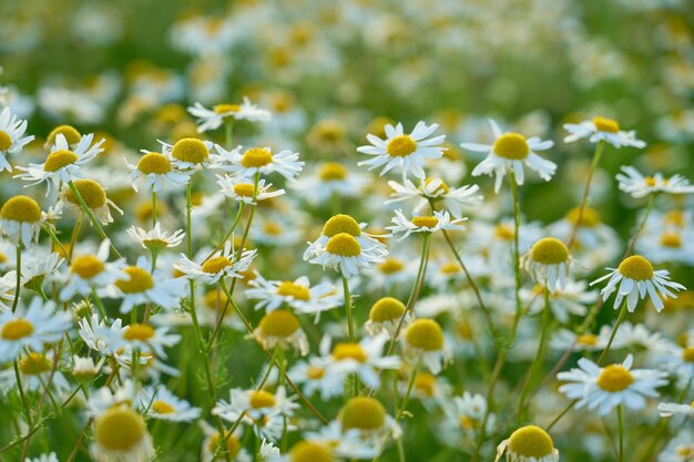 Kamilleweide in de stralen van de zon als natuurlijke achtergrond