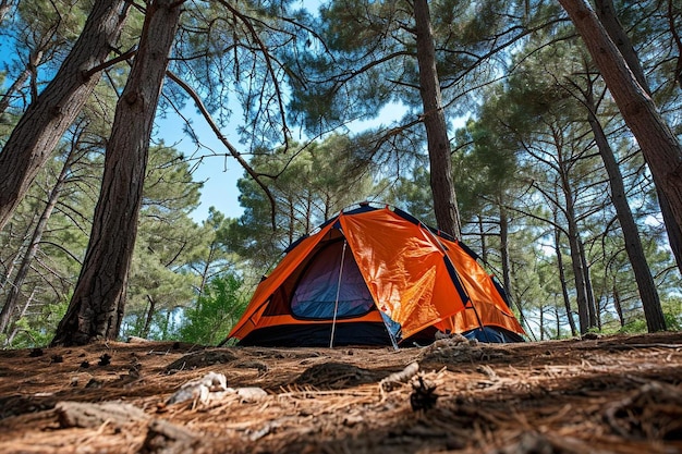 Foto kampeertent in een dennenbos