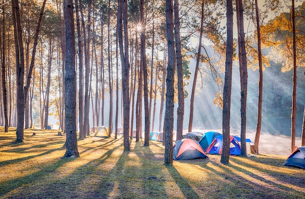 Kamperen en tent onder het dennenbos met prachtig zonlicht in de ochtend