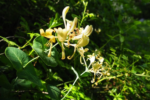 Kamperfoelie bloeit in de tuin witte en gele bloemen van lonicera caprifolium tegen van groene l