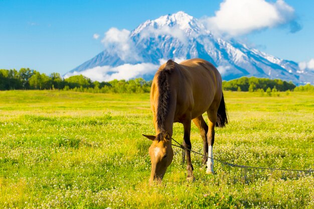 Kamtsjatka. Mooi paard graast op een groene weide in de herfst