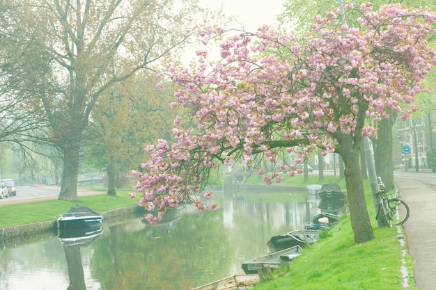 Kanaal in de oude binnenstad van Haarlem in de vroege ochtend in de lente, Holland