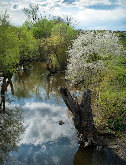 Kanaal met weerspiegeling van wolken op het water en wild bloeiende fruitboom in het voorjaarszonlicht