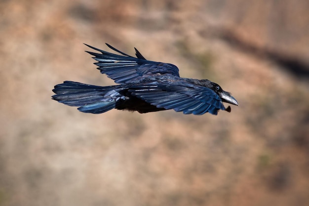 Foto kanarie raaf tijdens de vlucht