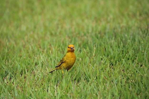 Foto kanarievogel op gras