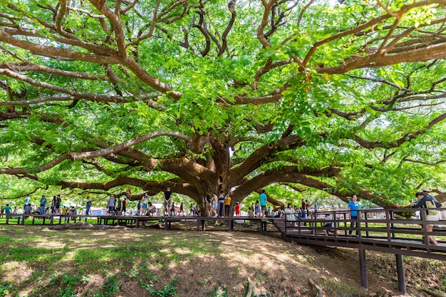 カンチャナブリ、タイの巨大な雨の木（チャムチュリの木）