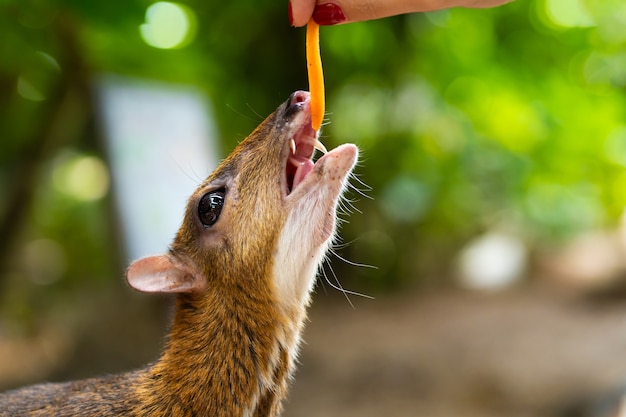 Kanchilは、熱帯地方の驚くほどかわいい赤ちゃん鹿です。マメジカは最も珍しい動物の1つです。かぎ針編みのマウス。