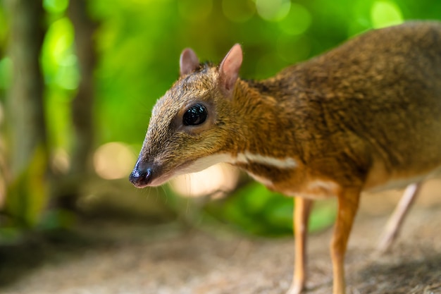 Kanchil is een geweldig schattig babyhert uit de tropen. muishert is een van de meest ongewone dieren