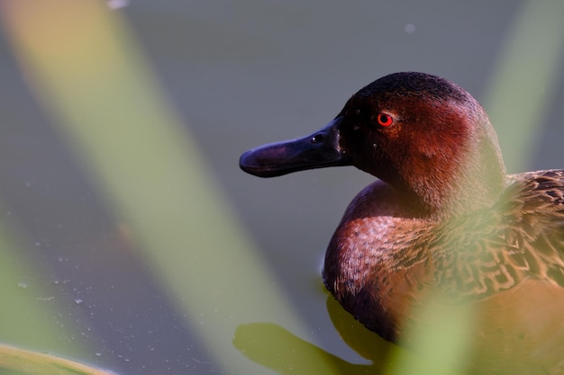 Kaneel Teal Spatel cyanoptera