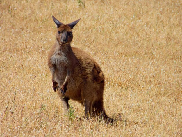 Kangaroo in the bush