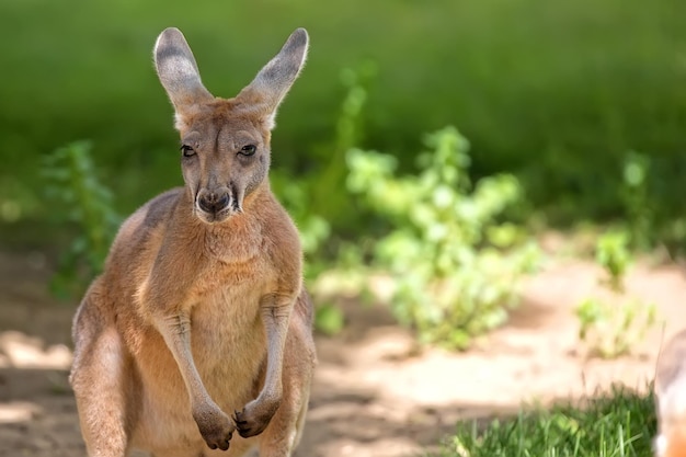 Kangaroo in a clearing a portrait