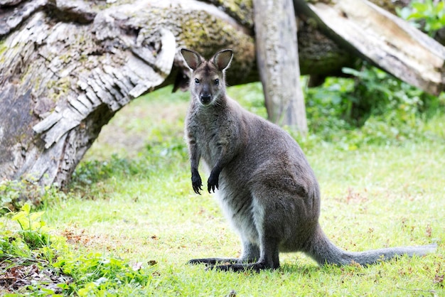 空き地のカンガルー