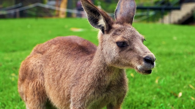 Photo a kangaroo in a field with a green background