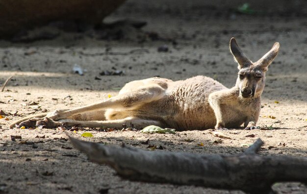 Kangaroo on field