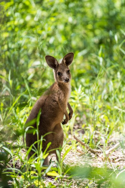 Photo kangaroo on field