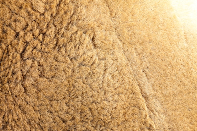 Kangaroo fur closeup background.