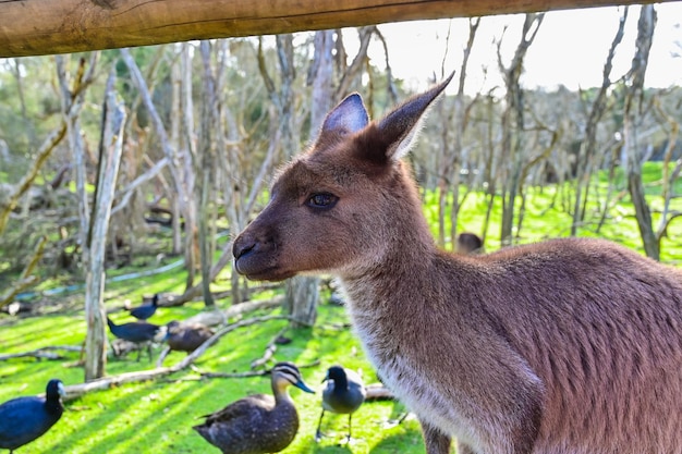 Kangaroo on grass Moonlit sanctuary Melbourne Australia