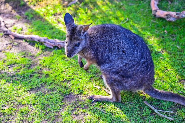 Photo kangaroo on grass moonlit sanctuary melbourne australia