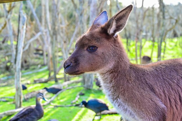 Kangaroo on grass Moonlit sanctuary Melbourne Australia