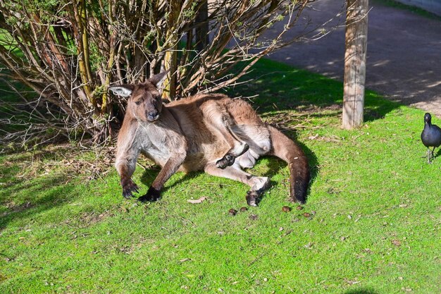 Photo kangaroo on grass moonlit sanctuary melbourne australia