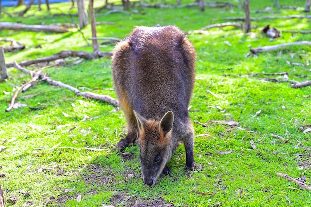 Kangaroo on grass Moonlit sanctuary Melbourne Australia