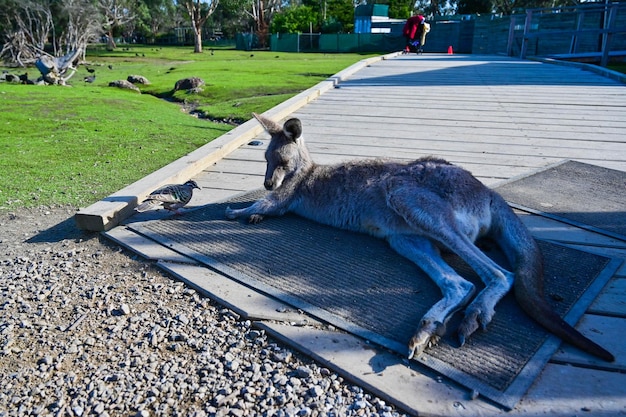 Кенгуру на траве в лунном свете в Мельбурне, Австралия