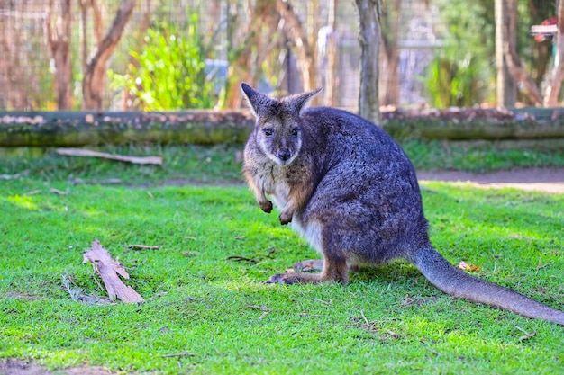 Kangaroo on grass Moonlit sanctuary Melbourne Australia