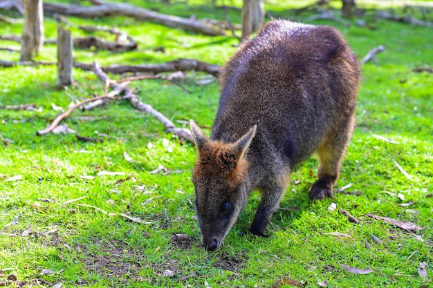 Kangaroo on grass Moonlit sanctuary Melbourne Australia