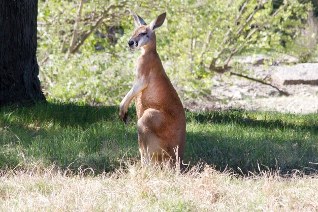 Foto canguro sul campo erboso