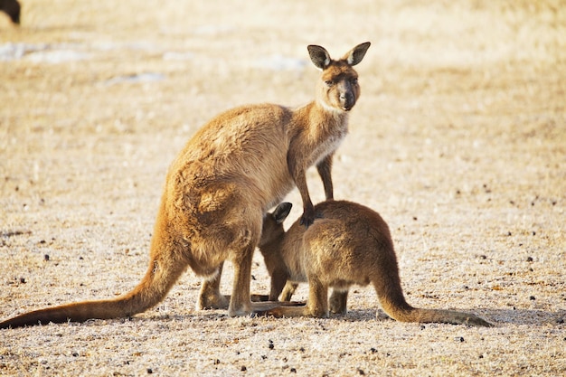 Kangaroo and joey