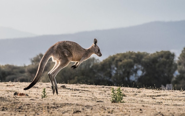 陸上にジャンプするカンガルー