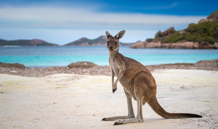 Photo kangaroo at lucky bay in the cape le grand national park