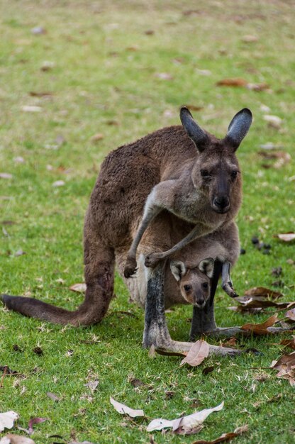 Foto kangaroo met joey op het grasveld