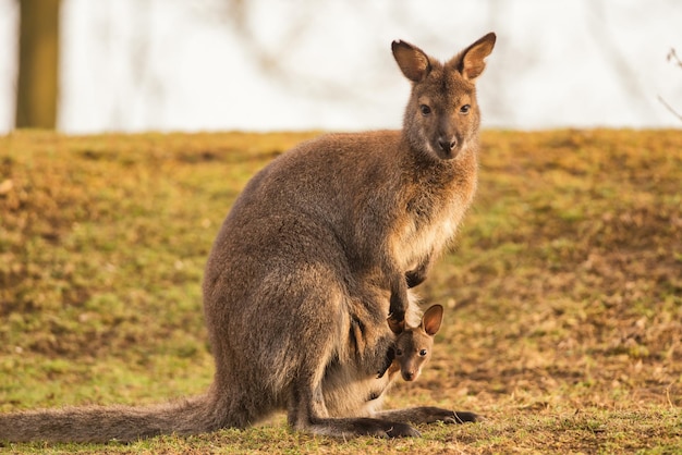 Мать-кенгуру с детёнышем