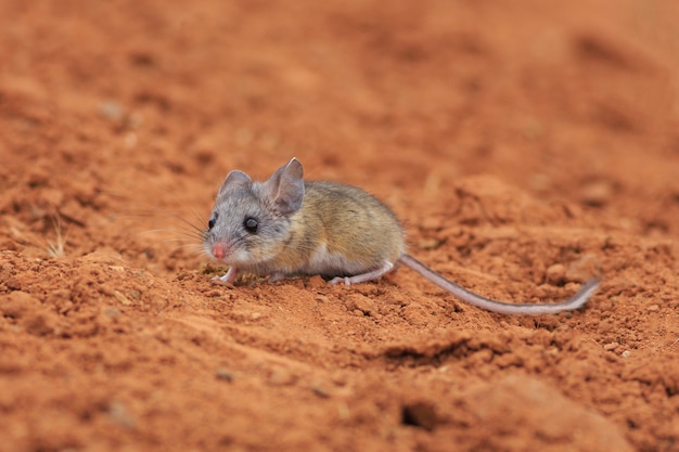 Foto mouse del canguro nel deserto utah