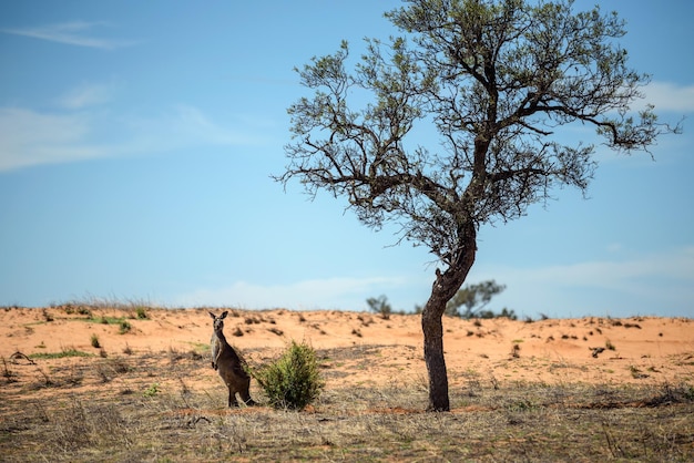 Kangaroo in Mungo National Park Australia