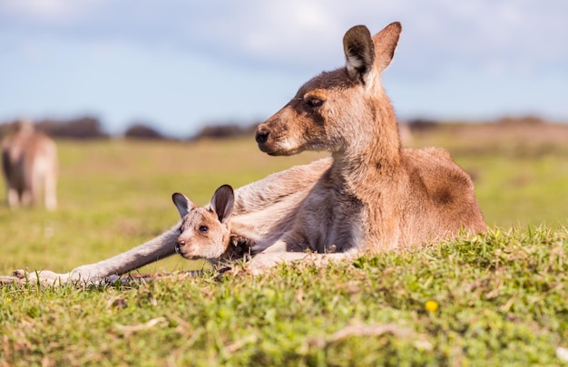 写真 野原のカンガルー