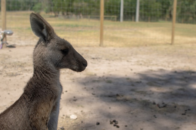 Kangaroo op de boerderij