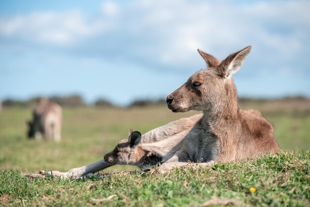 Kangaroo photos in the grassy area