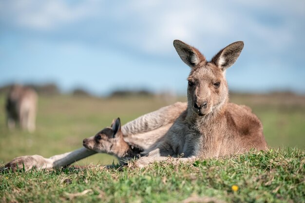 写真 草原にあるカンガルーの写真