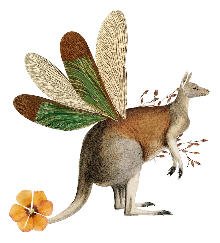 Photo kangaroo png collage sticker animal illustration mixed media transparent background