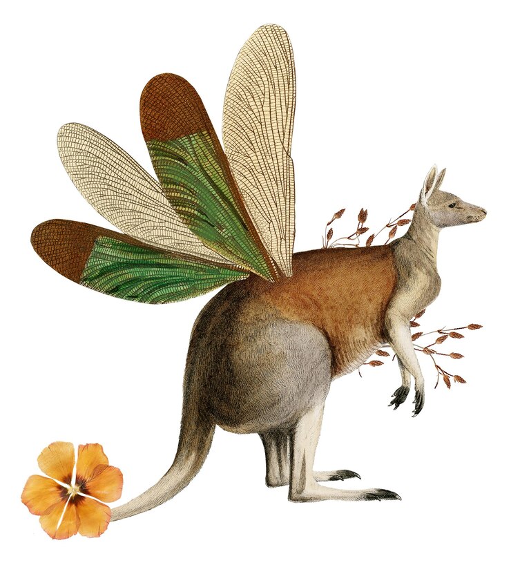 Foto kangaroo png collage sticker dierlijke illustratie gemengde media doorzichtige achtergrond