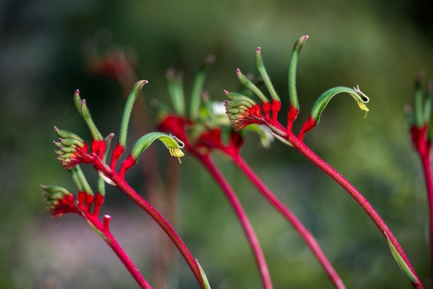 写真 カンガルー パウの花西オーストラリア