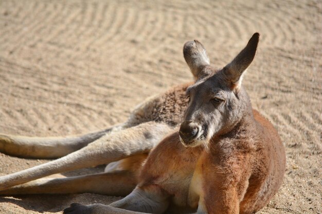 Photo a kangaroo resting on the sand